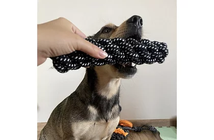 Veľká sada hračiek pre psov - 10ks