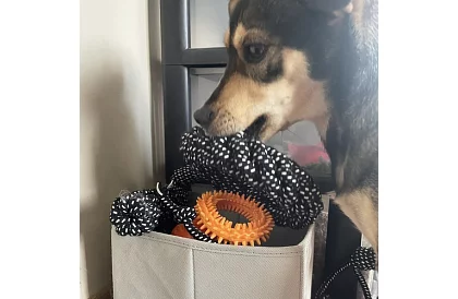 Veľká sada hračiek pre psov - 10ks