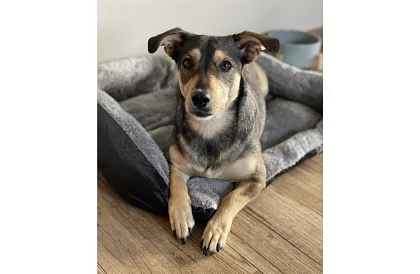 Pelíšok pre psa a mačku 60 × 45 cm