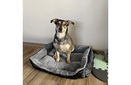 Pelíšok pre psa a mačku 60 × 45 cm