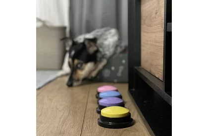Nahrávacie hovoriace tlačidlá pre psa – komunikačný tréning doma