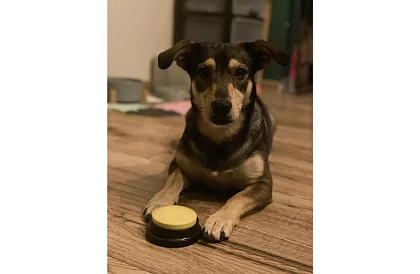 Nahrávacie hovoriace tlačidlá pre psa – komunikačný tréning doma