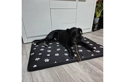 Vodotesný psí pelech - matrac 100x70 cm