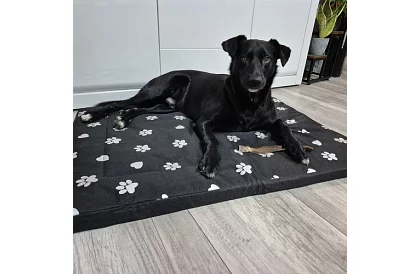 Vodotesný psí pelech - matrac 100x70 cm