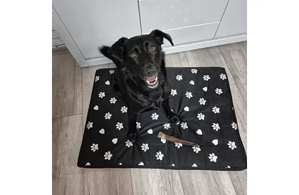 Vodotesný psí pelech - matrac 100x70 cm