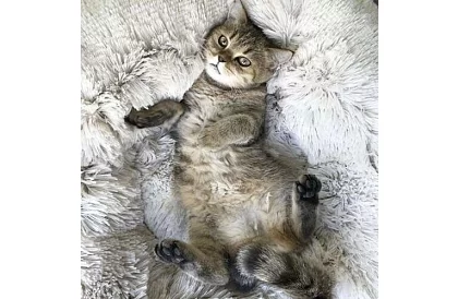 Luxusný pelíšok pre psov, mačky aj králiky - 60 cm