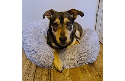 Luxusný pelíšok pre psov, mačky aj králiky - 60 cm