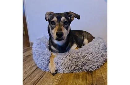 Luxusný pelíšok pre psov, mačky aj králiky - 60 cm