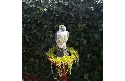 Plašič vtákov – realistický sokol