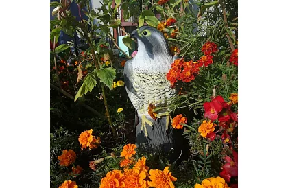 Plašič vtákov – realistický sokol