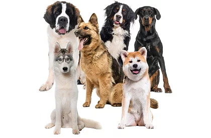 Chladiaca gélová podložka čierna  - 110 x 70 cm