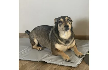 Chladiaca gélová podložka - 90 x 50 cm