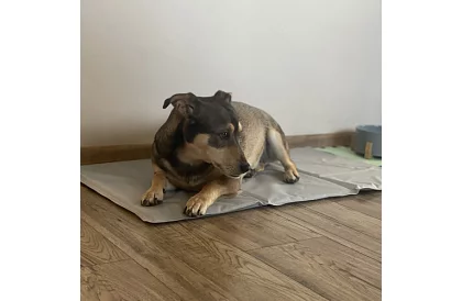 Chladiaca gélová podložka - 90 x 50 cm