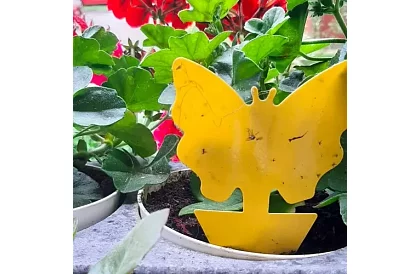 Lapače na hmyz Repest – 12 kusov