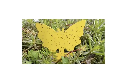 Lapače na hmyz Repest – 12 kusov