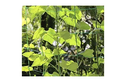 Sieťová podpora pre rastliny 2x20 m