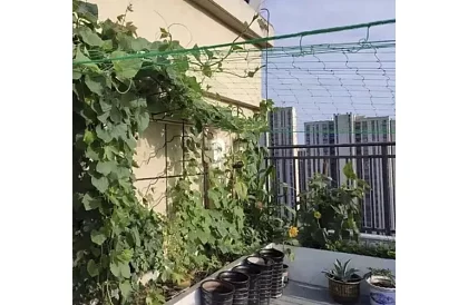 Sieťová podpora pre rastliny 2x10 m