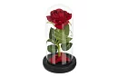 Večná ruža v skle s LED osvetlením