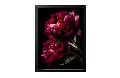 Sametová krása - obraz - Pivónie v temne elegantnom štýle 44