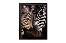 Blízkosť prírody - obraz - Zebra s mláďaťom v detaile 55