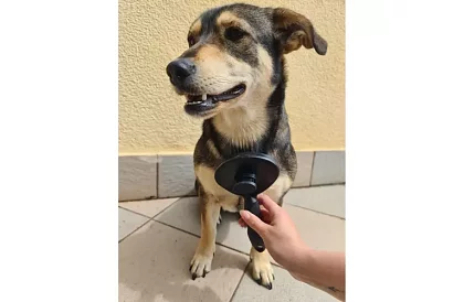 Samočistiaci vyčesávací kartáč na srsť