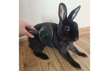 Samočistiaci vyčesávací kartáč na srsť