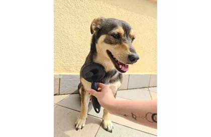 Samočistiaci vyčesávací kartáč na srsť