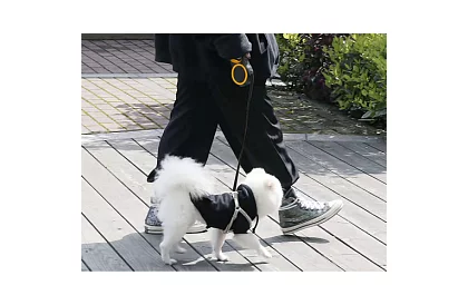 Automatické Flexi vodítko do 15 kg – 5 m