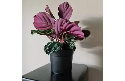 Záhradný pestovateľský kvetináč 16 cm – 500 kusov