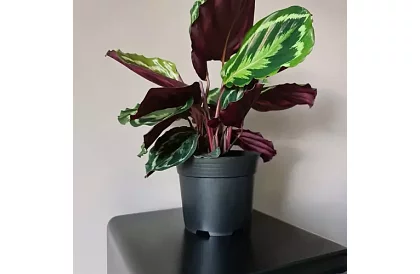 Záhradný pestovateľský kvetináč 16 cm – 500 kusov