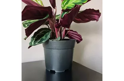 Záhradný pestovateľský kvetináč 16 cm – 500 kusov