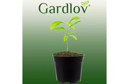 Záhradný pestovateľský kvetináč 16 cm – 500 kusov