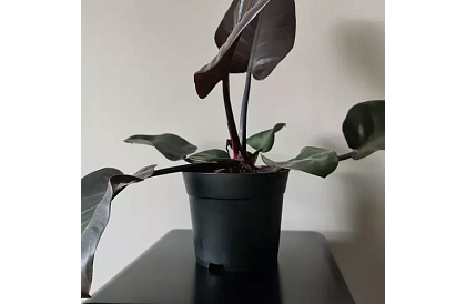 Záhradný pestovateľský kvetináč 16 cm – 500 kusov