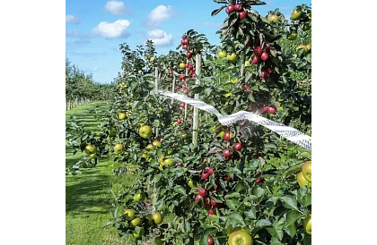 Holografická páska na odpudzovanie vtákov - 80 metrov