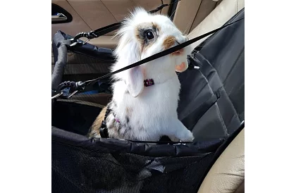 Prepravná taška vášho domáceho maznáčika na sedadlo auta