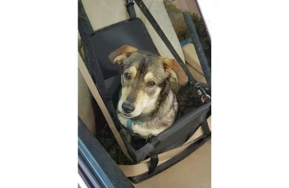 Prepravná taška vášho domáceho maznáčika na sedadlo auta