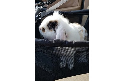 Prepravná taška vášho domáceho maznáčika na sedadlo auta