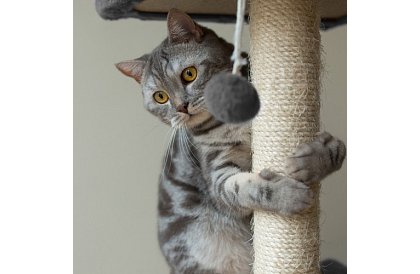 Šedé škrabadlo pre mačky - 71 x 44 x 34 cm