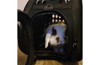 Prepravka - cestovná taška na zvieratá - čierna