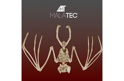 Kostra netopiera 30 cm - halloweenská dekorácia