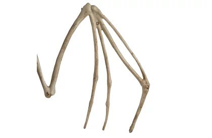 Kostra netopiera 30 cm - halloweenská dekorácia