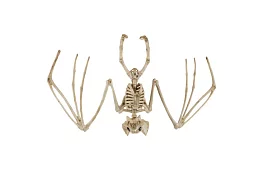 Kostra netopiera 30 cm - halloweenská dekorácia