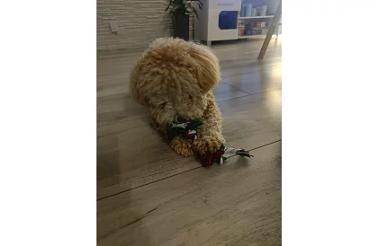 Sada hračiek pre psa - 6 kusov