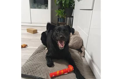 Sada hračiek pre psa - 6 kusov