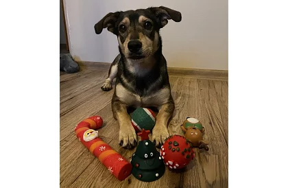 Sada hračiek pre psa - 6 kusov