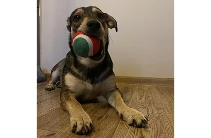 Sada hračiek pre psa - 6 kusov