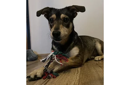 Sada hračiek pre psa - 6 kusov