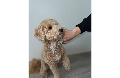 Sada na úpravu a strihanie psov v puzdre