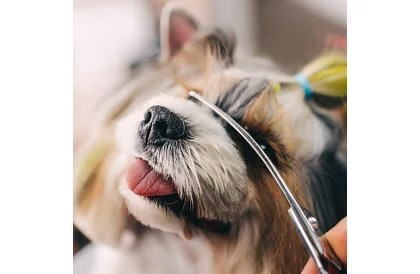 Sada na úpravu a strihanie psov v puzdre