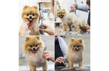 Sada na úpravu a strihanie psov v puzdre